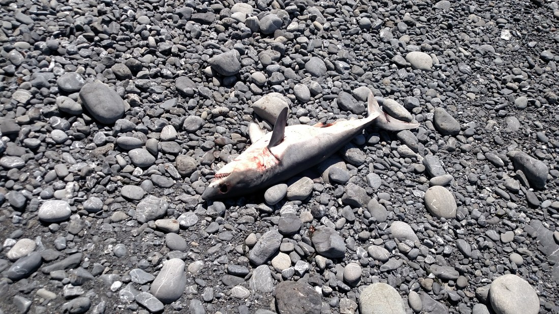 IMG_20180707_124717228