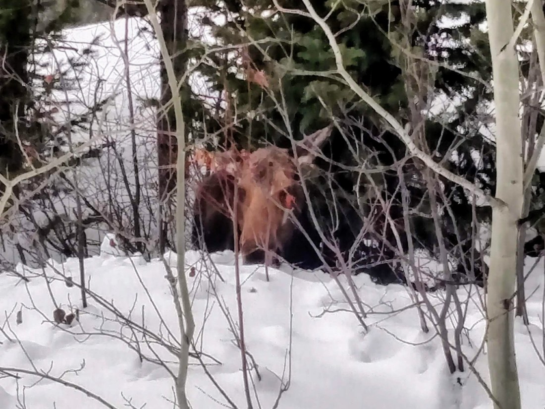 IMG_20190202_144621385